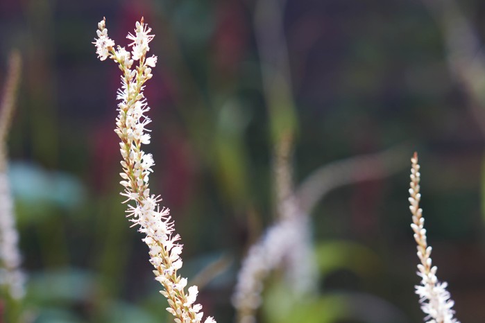 The airy flower spikes of Bistorta amplexicaulis ‘Alba’