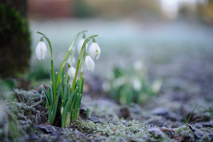 A small patch of snowdrops grow happily surrounded by frost on the ground