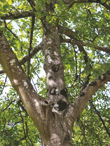 Tree Identification at Westonbirt Arboretum (August - September 2017)