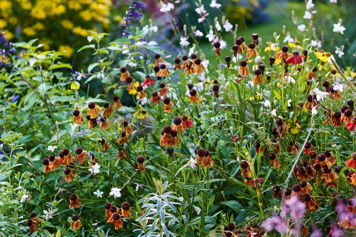 Marian Boswall sustainable garden