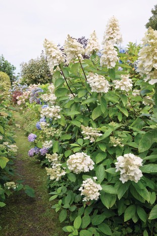 Hydrangea paniculata ‘Pee Wee’ is a large shrub with big, compact heads of sterile and fertile florets, opening white then flushing pink.