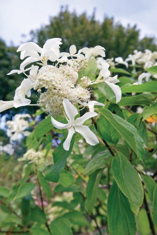 Hydrangea paniculata ‘Le Vasterival’ is an unusual cultivar with open cones of white, fertile flowers overlaid with large, starry-white sterile florets