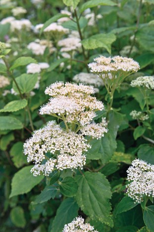 H. hirta is an nusual hydrangea with nettle-like leaves and heads of tiny, white to purple-blue, fertile florets.