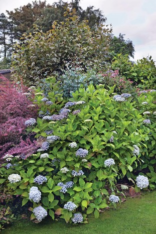 Hydrangea macrophylla ‘Ayesha’ has domed heads of thick, sepal, lilac-like flowers varying from mauve-pink to sky blue.
