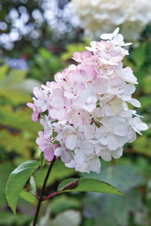 Hydrangea paniculata Vanille Fraise (= ‘renhy’) has large flower heads of sterile florets which are loose and spreading and creamy-white turning pink