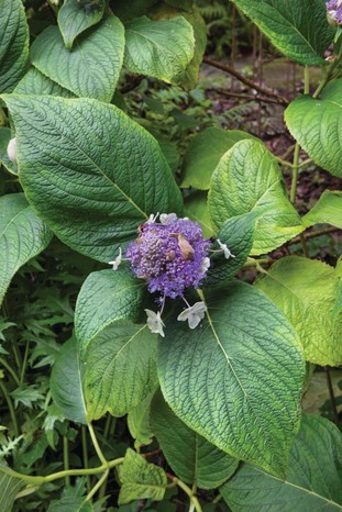 Hydrangea involucrata ‘Multiplex’ has large, hairy, dark-green leaves and domed heads of pink to purple-blue, fertile flowers surrounded by double, white-pink, sterile florets.