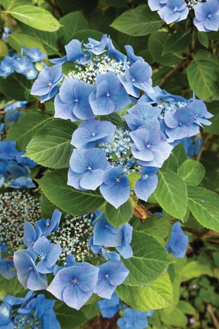 Hydrangea macrophylla ‘Blaumeise’ has large and bold flower heads dominated by dense rings of large, sterile florets that vary from lilac-purple to deep blue.