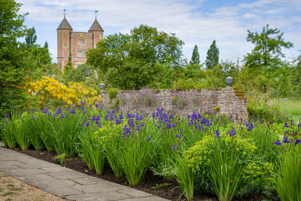 Irises at Sissinghurst Castle Garden, Kent