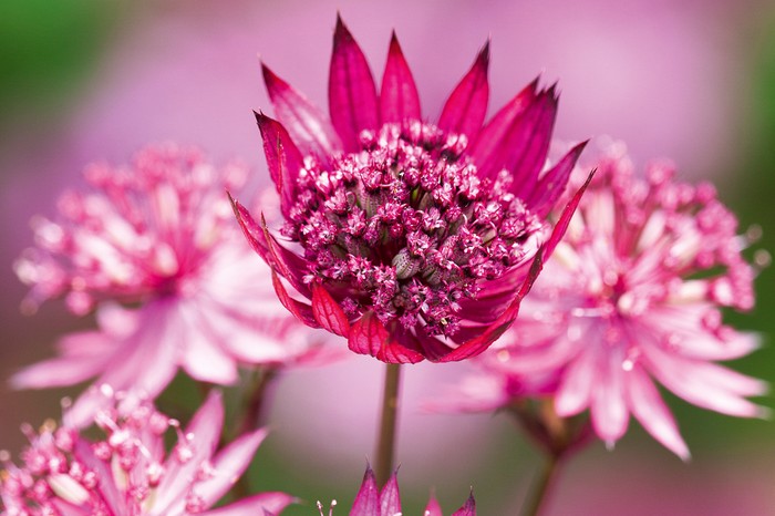 Astrantia in first section of border