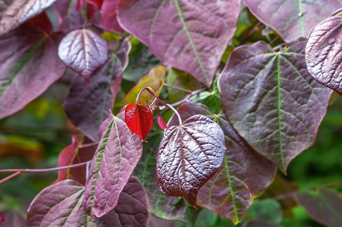 The foliage of Cercis canadensis 'Forest Pansy'
