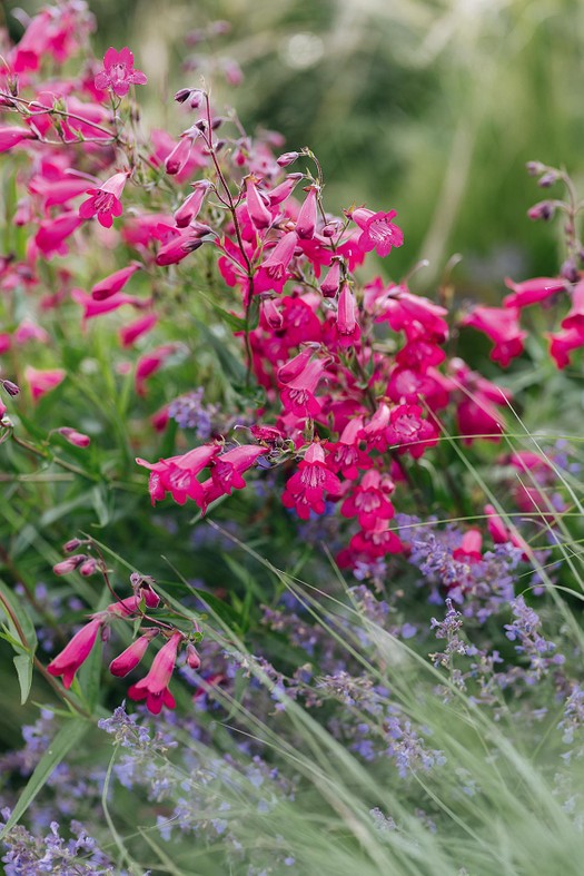 Penstemon ‘Andenken an Friedrich Hahn’. A richly coloured favourite in this garden. Flowering is prolonged by deadheading. Cut back after the last frosts; easy to propagate. Needs a well-drained soil. 90cm. AGM*. RHS H5.