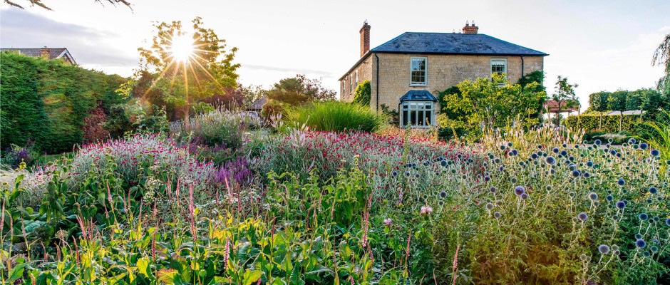 In a hilltop location, bands of Persicaria amplexicaulis ‘Rosea’, Phlomis russeliana and self-seeded Lychnis coronaria support each other in a densely planted flower garden. The sun is setting through a Catalpa bignonioides and great plumes of Miscanthus sinensis ‘Gracillimus’ hide the parking area.