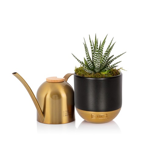 Gold mister and plant set