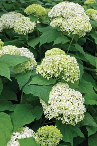 Hydrangea Arborenscens 'Annabelle' has large meringue like heads in a soft shade of green with large leaves