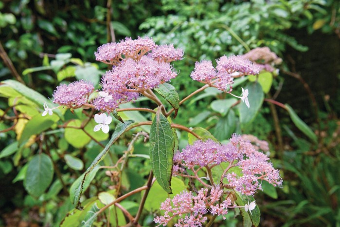 Hydrangea aspera has soft, velvety, dark-green leaves and large, lacecap flower heads of purple, fertile flowers and pale, lilac-mauve sterile florets