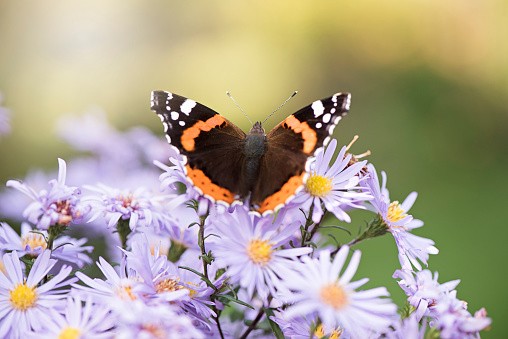 Red Admiral Butterfly collecting pollen from Autumn Aster flowers