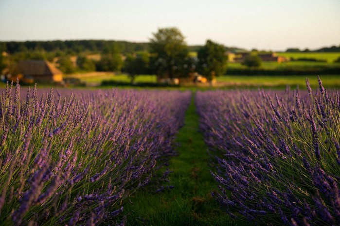 Warwickshire Lavender farm