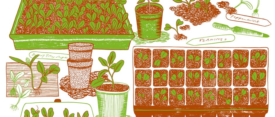 Alice Pattullo's illustration for March's kitchen garden