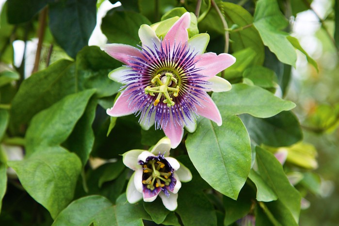 Passiflora x belloti