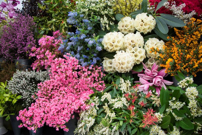 Cornwall Garden Society Spring Flower Show