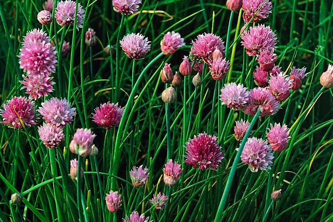 Chives in bloom