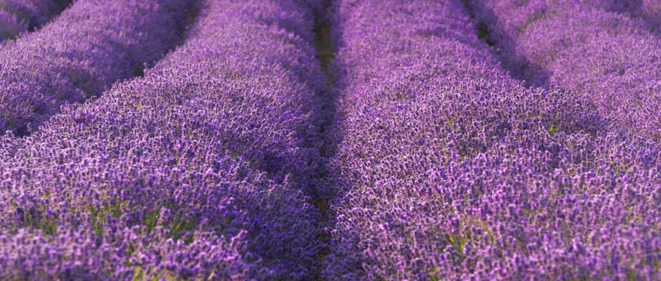 The best lavender farms to visit in the UK: Cotswold Lavender Farm