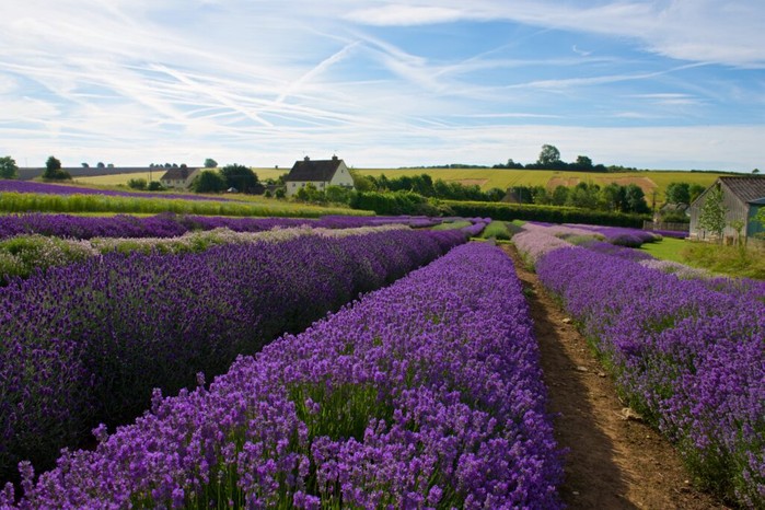 Cotswold Lavender farm