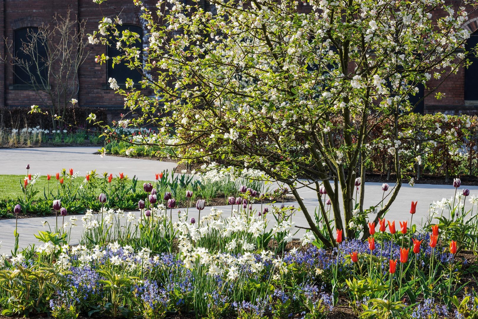 In spring the white of the blossom of Malus ‘Evereste’ and daffodils ‘Thalia’ and ‘Toto’ is offset by a sea of blue Omphalodes cappadocica ‘Cherry Ingram’, the purple and white Tulipa ‘Rems Favourite’ and orange T. ‘Ballerina’.
