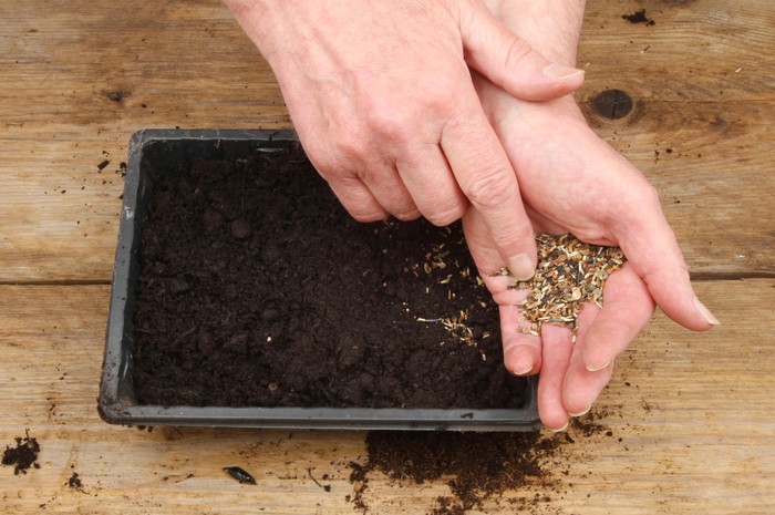 Sowing small seeds