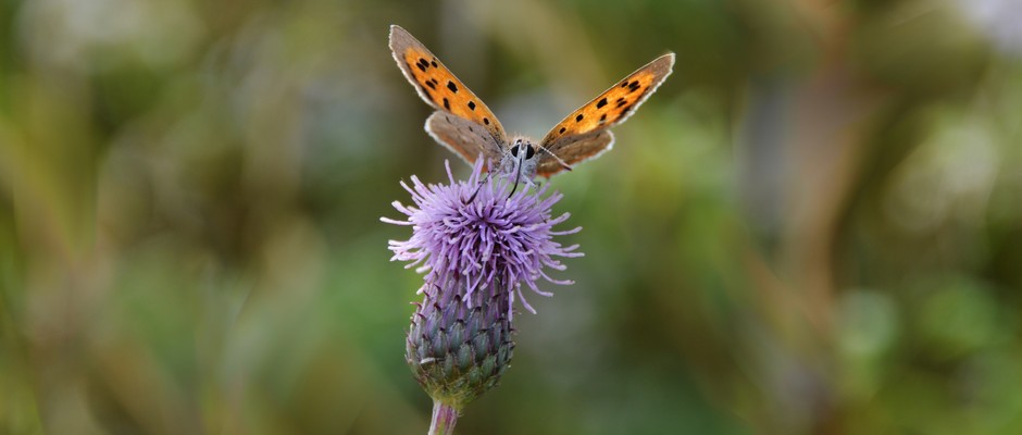 A small copper butterfly taking a drink of nectar from a thistle head flower, summer days.