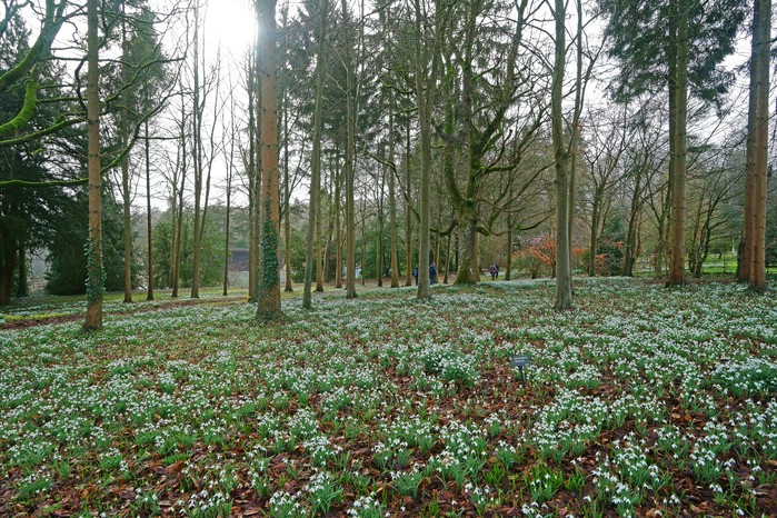 A Beech wood full of early mature snowdrops in spring, Colesbourne Park