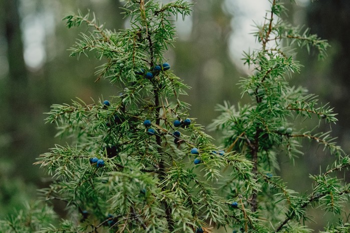 Bunch of juniper berries in autumn. Rocky Mountain Juniper with juniper berries. Juniperus scopulorum. Semi-fleshy, bluish cones. Found widely throughout the Rocky Mountain region