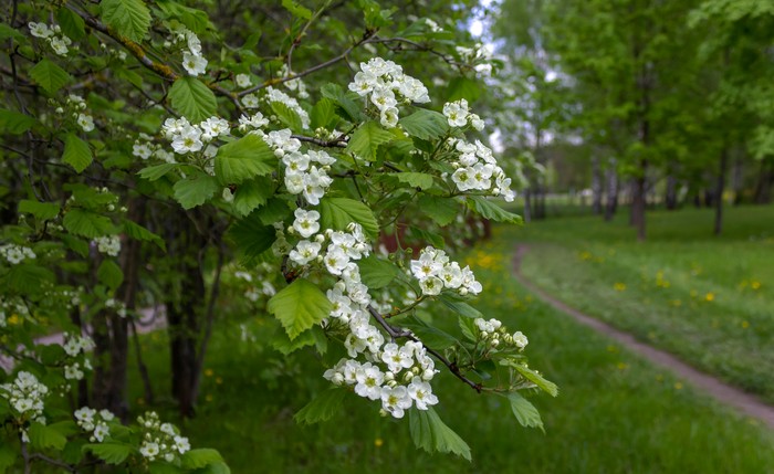 Crataegus monogyna, known as the common hawthorn, blooms in the garden