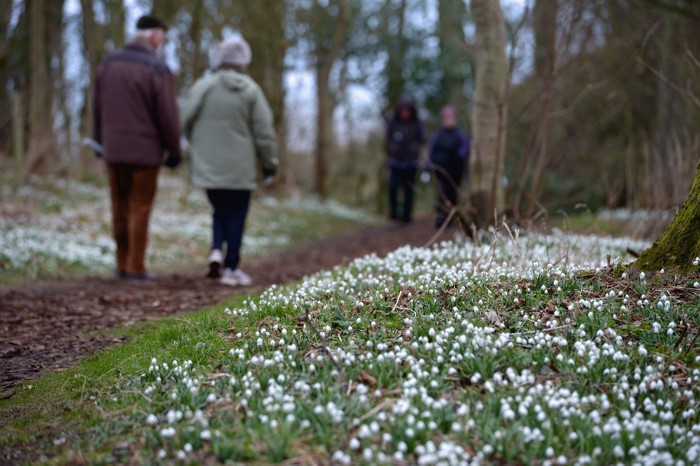 People walk past snowdrops coming into bloom in the grounds of Cambo House in St Andrews, Scotland. The estate is open daily for visitors to enjoy the woodland walks and to view over 300 varieties of snowdrops.