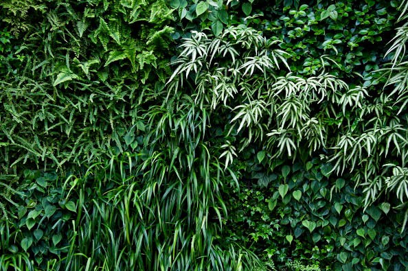 A living green wall © Getty images