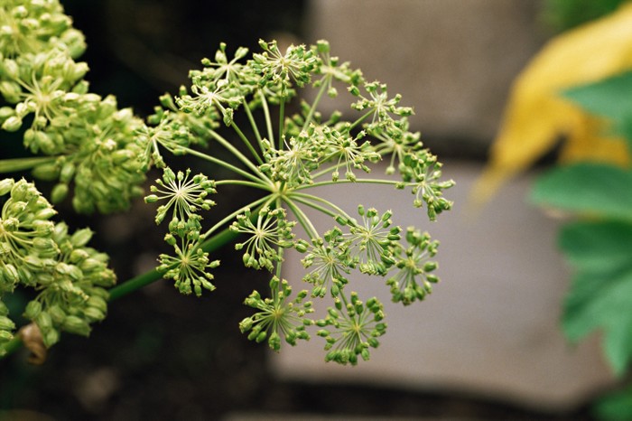 The seed head of an angelica plant is beautiful to grow and its stems can be used in cooking. Photo: Getty Images