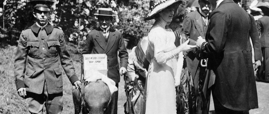 Elephant at Chelsea flower show. May 1912
