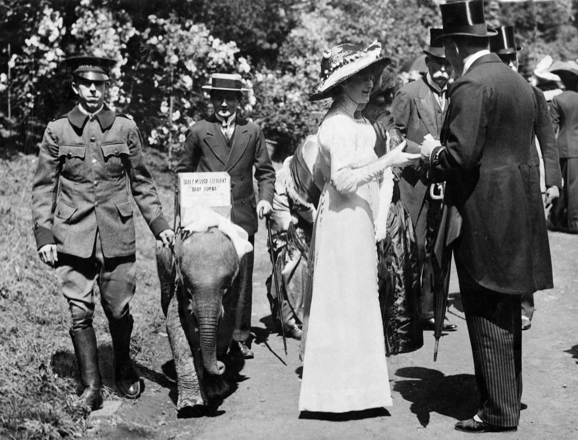Elephant at Chelsea flower show. May 1912