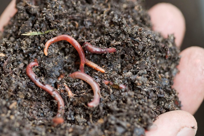 Handful of compost with earthworms, used for mulching