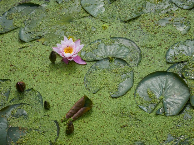 A waterlily in a pond