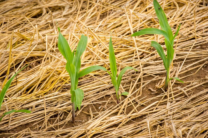 Small corn plants surrounded with mulch