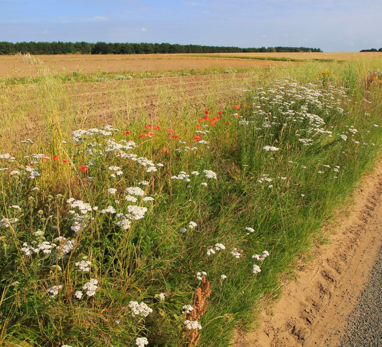 Wildflowers roadside verge in Suffolk