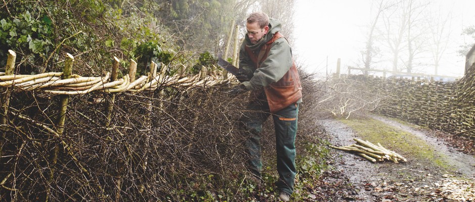 Learn how to lay a hedge using traditional craftsmanship and hedge laying skills.