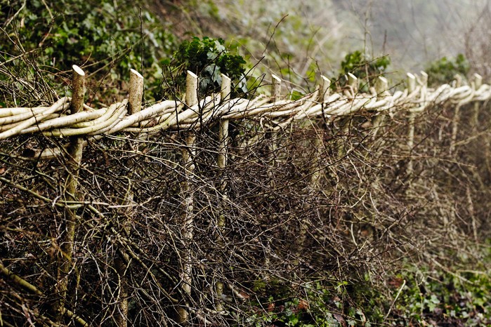 Traditional hedge laying styles vary across the UK. This style of laid hedge is from the midlands.