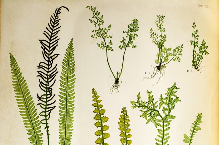 The Ferns of Great Britain and Ireland by Thomas Moore.