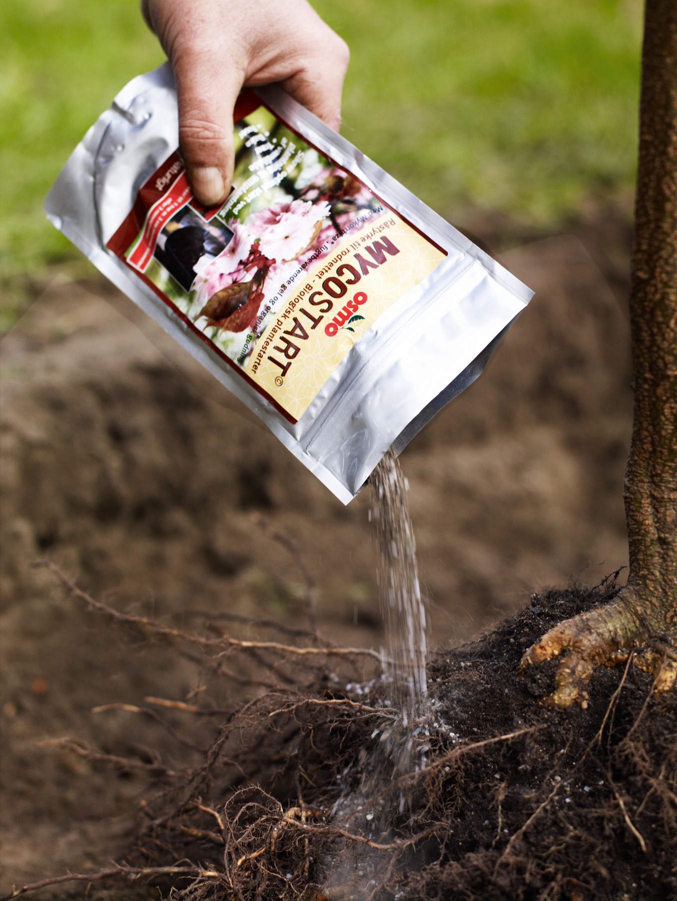 Mycorrhizal tree-planting products applied directly to the root system can help the tree to get started.