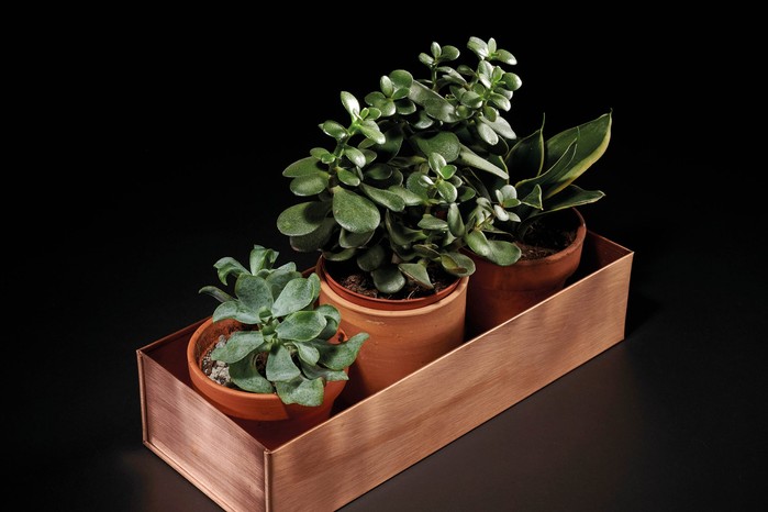 Brushed copper seedling tray for house plants