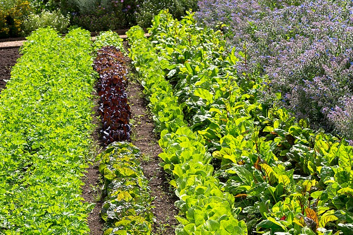 Rows of lettuce and salad at Le Manoir aux Quat' Saisons