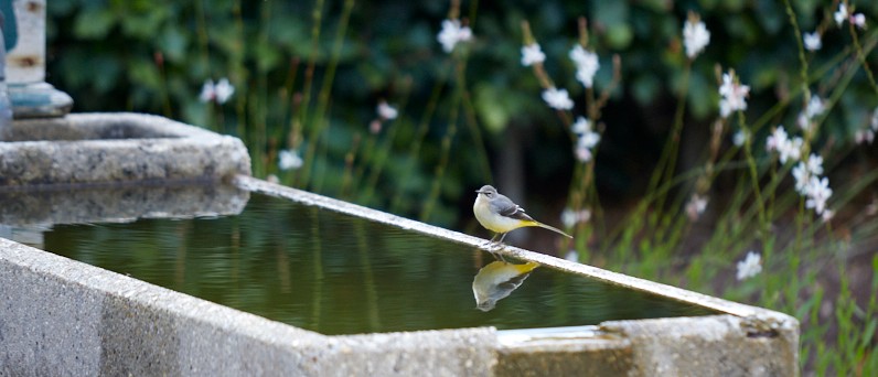 Bird on water trough at Yeo Valley Organic Garden