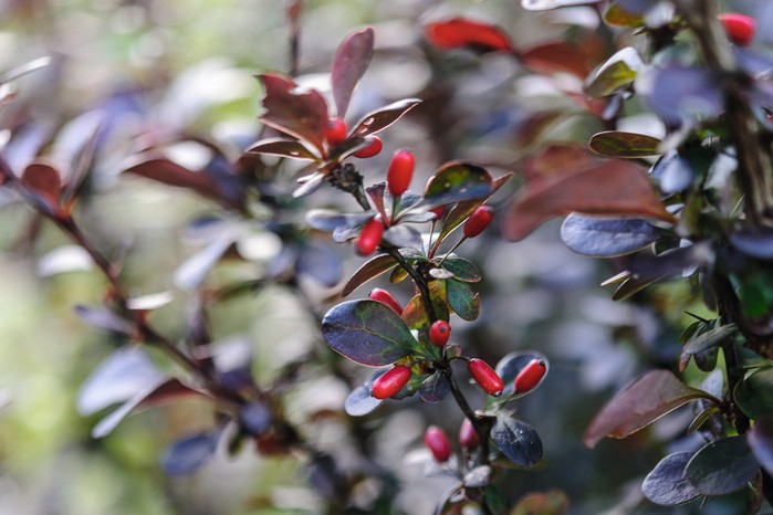 Berberis thunbergii f. atropurpurea ‘Red'